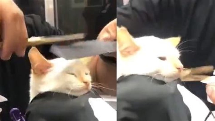 AI cat getting their hair cut