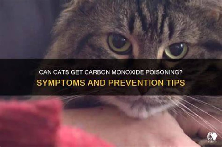 Are cats sensitive to carbon monoxide?