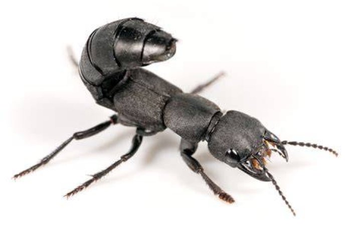 Are Devils coach horse beetles dangerous?