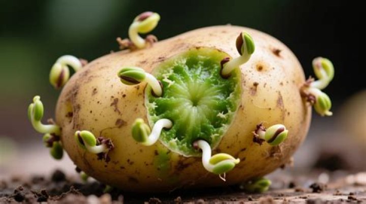 Are sprouted turnips safe to eat?