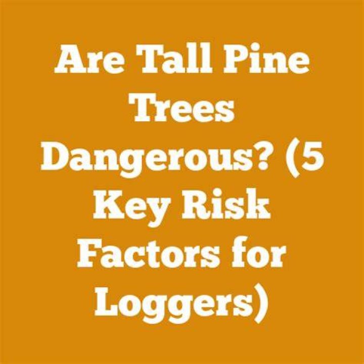 Are tall pine trees dangerous?