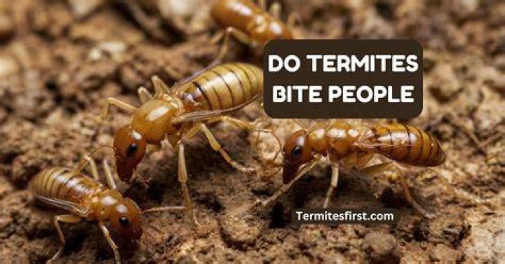 Are termites unlucky?