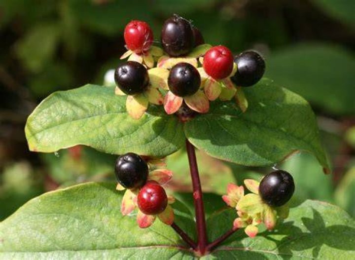 Are Tutsan berries poisonous?