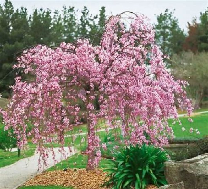 Are weeping cherry trees edible?