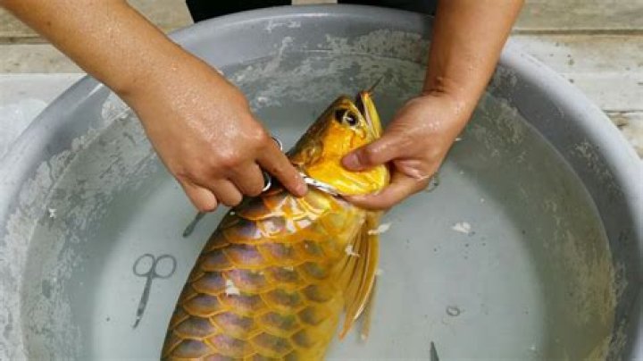 asian arowana plastic surgery