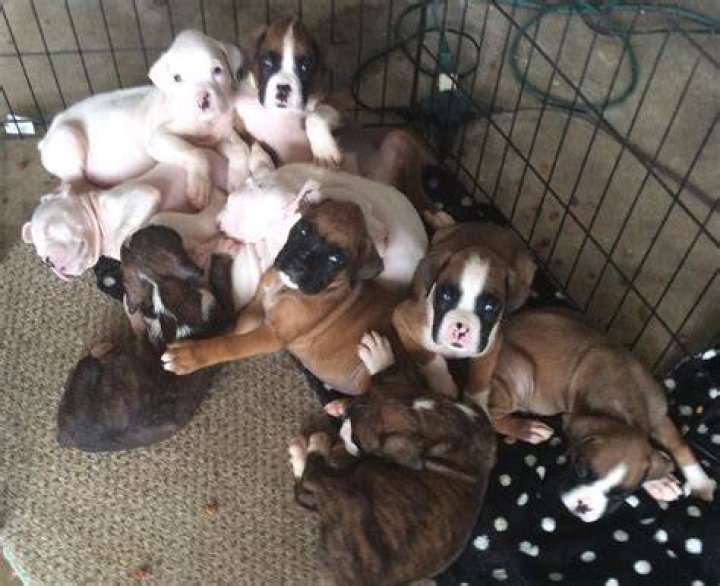 Boxers Born in New Jersey
