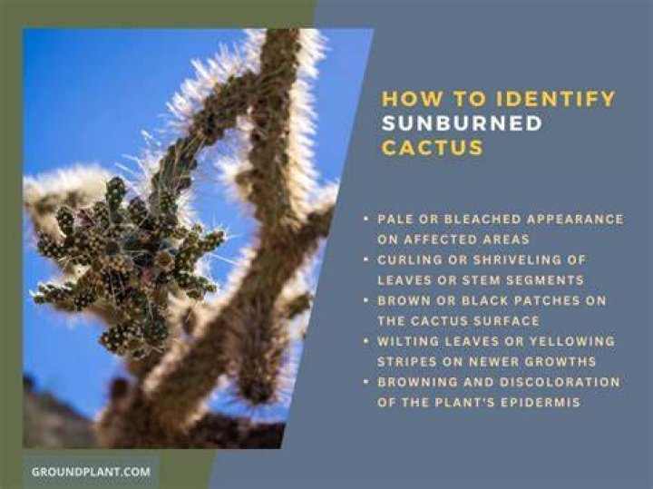Can a cactus recover from sunburn?