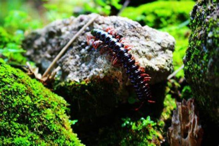 Can centipedes get in your bed?