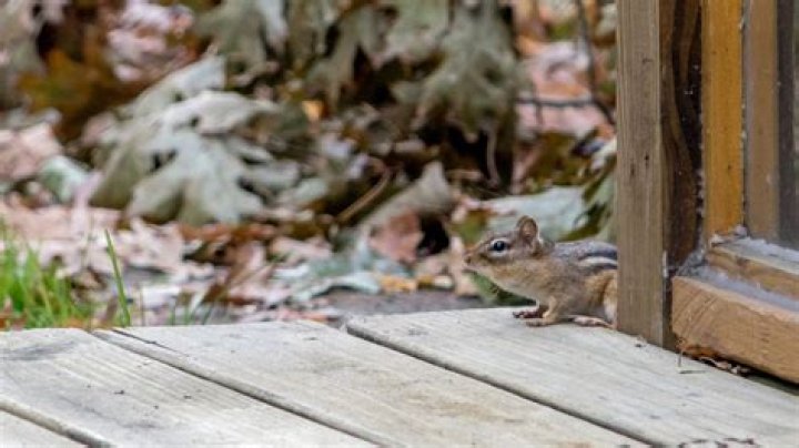 Can Chipmunks damage house foundation?