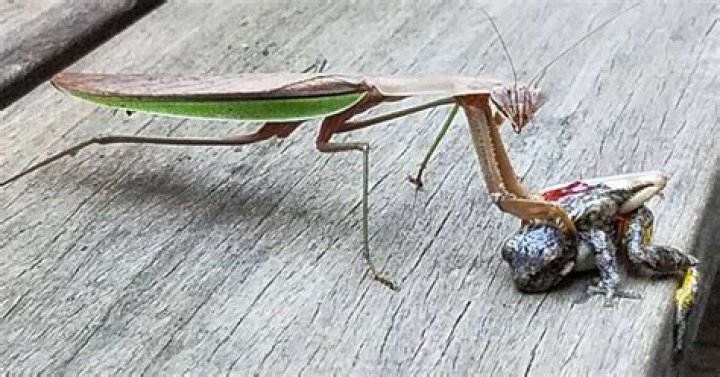 Can I kill a praying mantis?