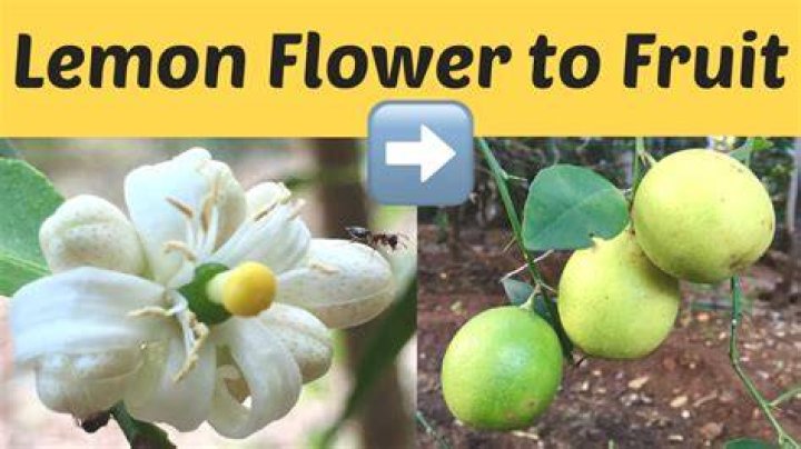 Can lime turn into lemon?