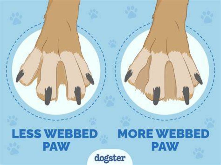Do all dogs have webbed paws?