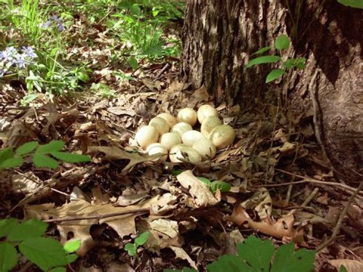Do armadillos eat turkey eggs?