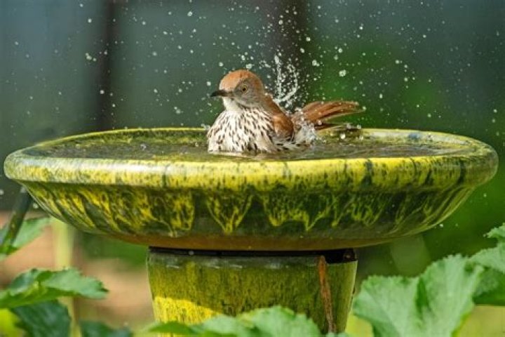 Do birds like fountain bird baths?