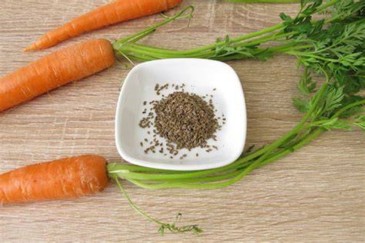 Do carrot seeds prevent pregnancy?
