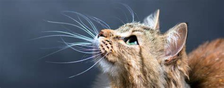 Do cats whiskers help them balance?
