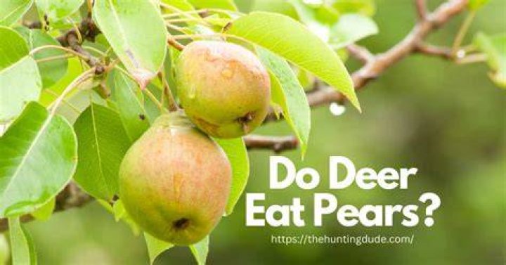 Do deer eat Bradford pears?