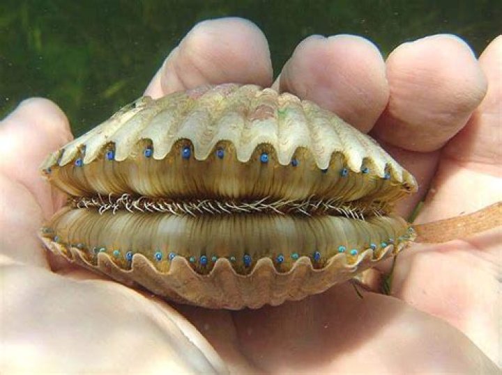 Do giant clams have teeth?