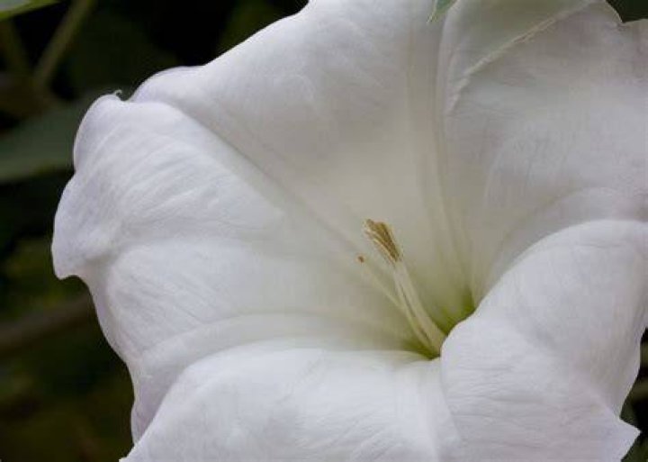 Do moonflowers have a scent?
