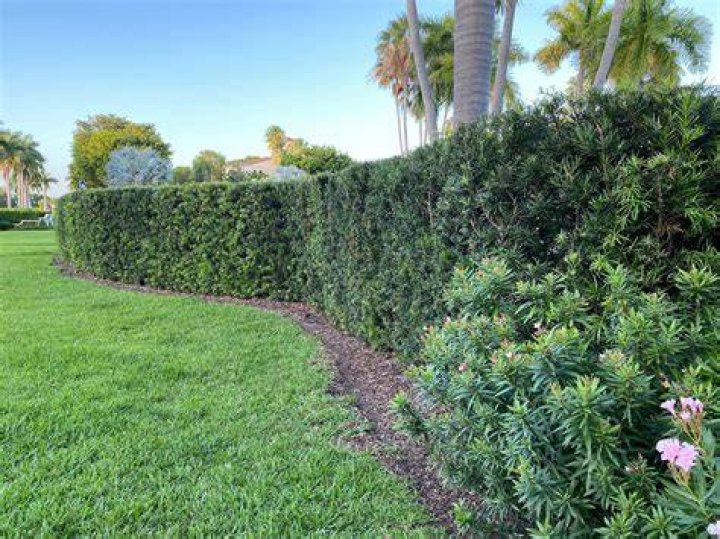 Do Podocarpus have invasive roots?