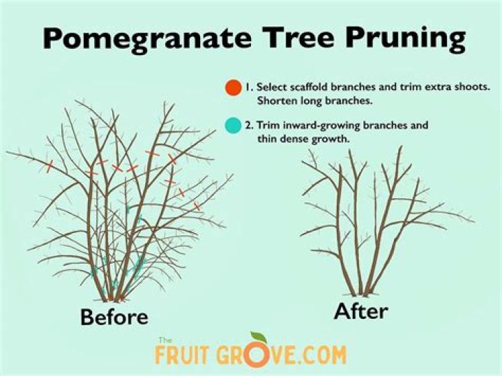 Do pomegranate trees go dormant?
