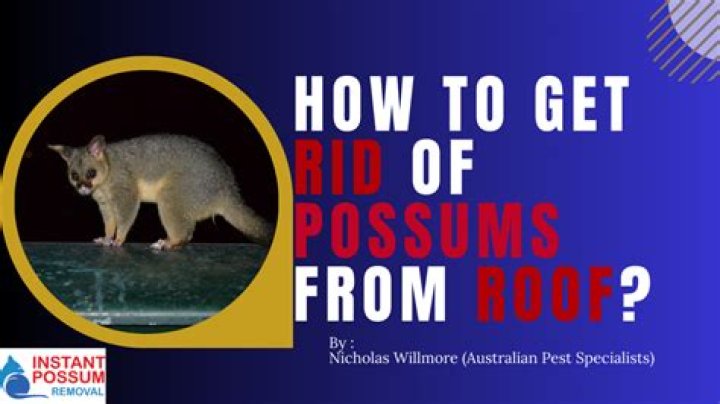 Do possums poop in pools?