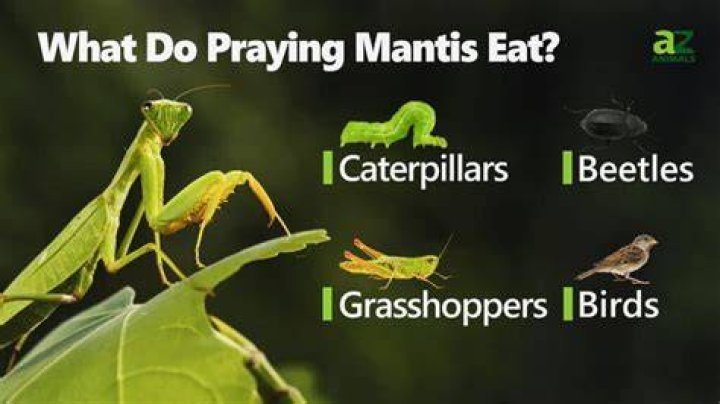 Do praying mantis eat Japanese beetles?