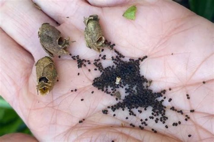 Do snapdragon seeds need stratification?