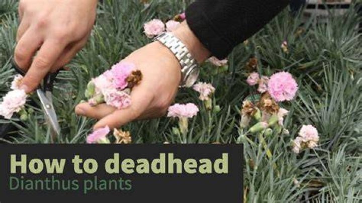 Do you deadhead thistles?