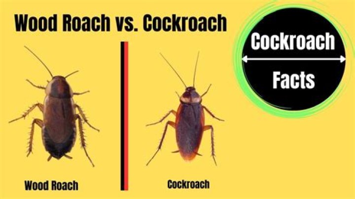 Does Wood attract roaches?