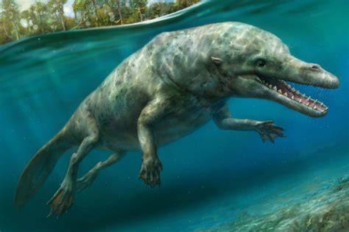 Dolphins once walked on land!