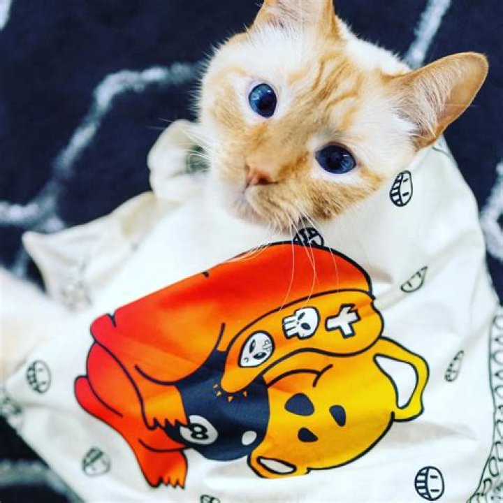 EddieVR Pets