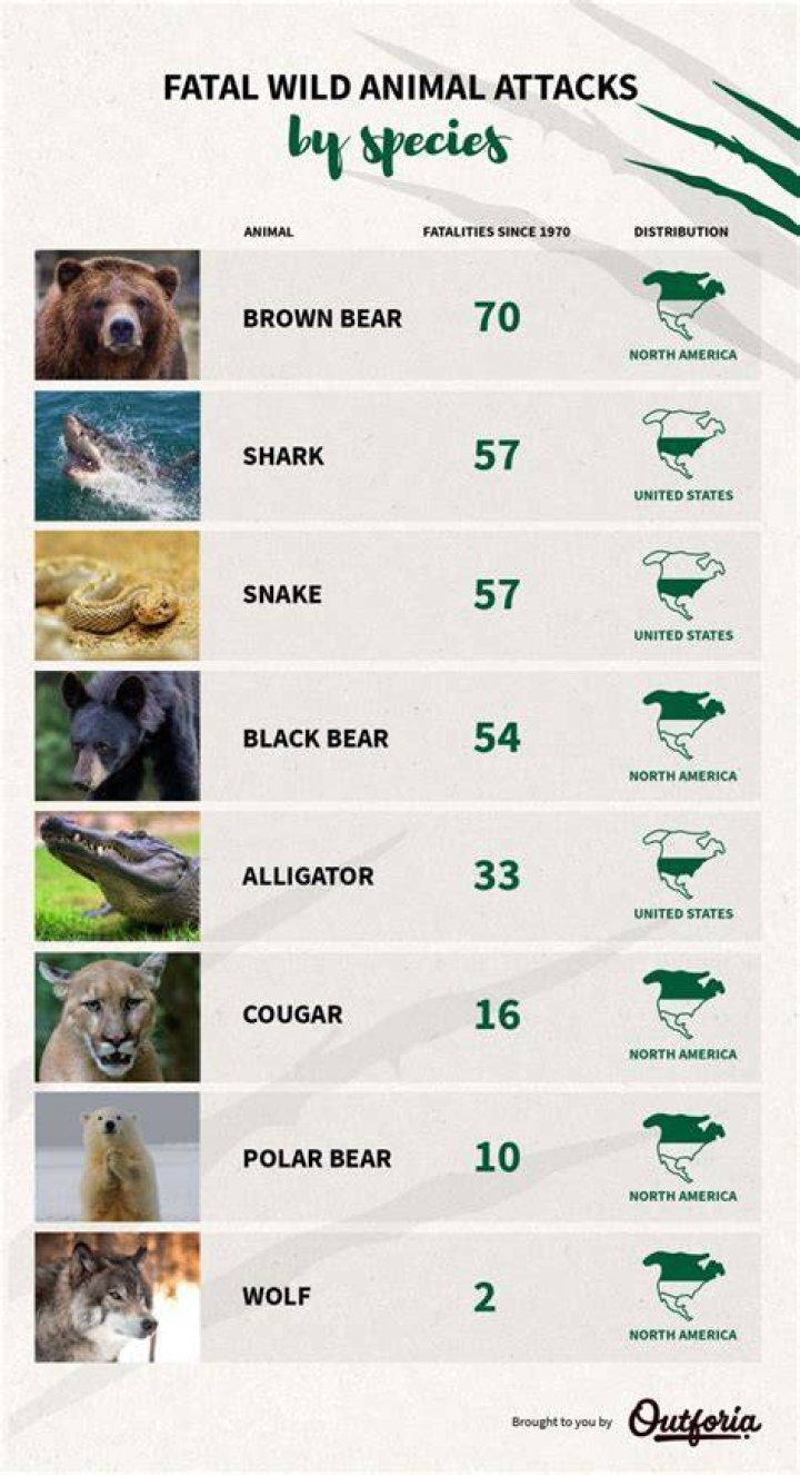 Fatal animal attacks! Know about celebrities who got killed by animals! Fatal animal attacks! Know about celebrities who got killed by animals!