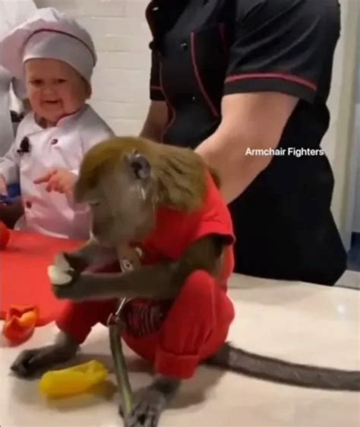 Hasbulla Magomedov Pets