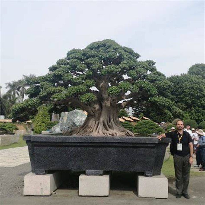 How big can a bonsai tree be?