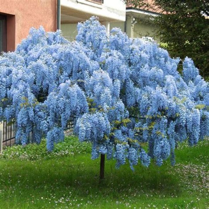 How big does a blue Chinese wisteria tree get?