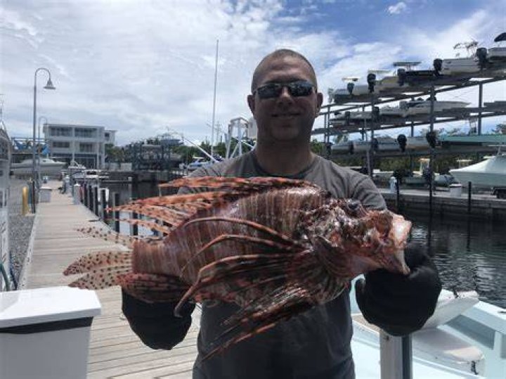 How big does a dwarf lionfish get?