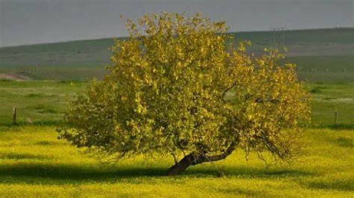 How big is a mustard tree?
