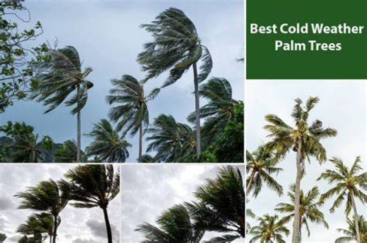 How cold is too cold for palm trees?
