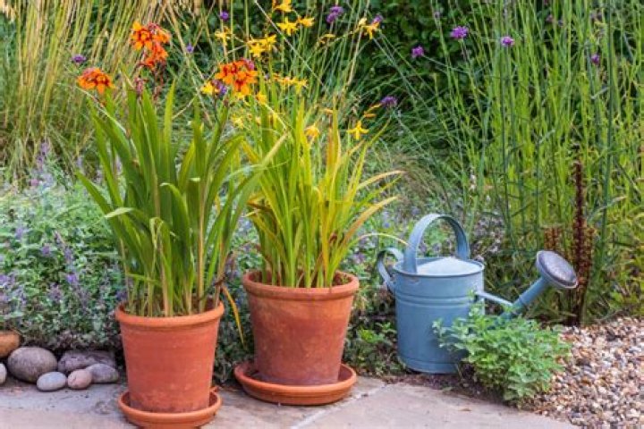 How deep should Crocosmia bulbs be planted?