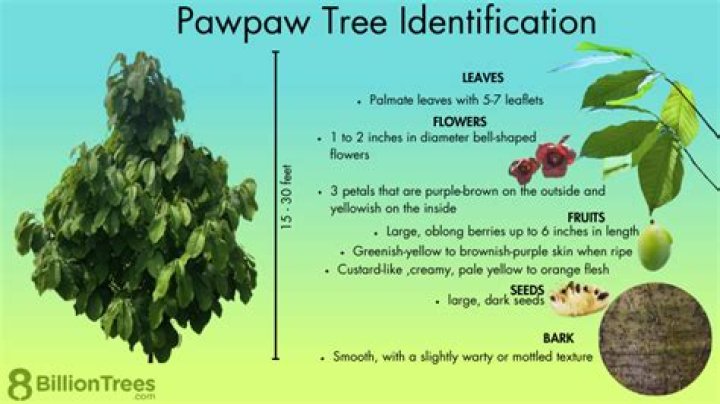 How do I identify a paw paw tree?