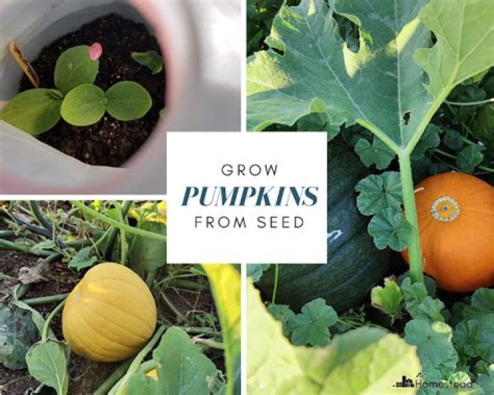 How do pumpkins grow?
