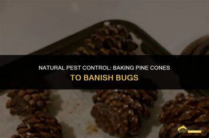 How do you bake pine cones to kill bugs?