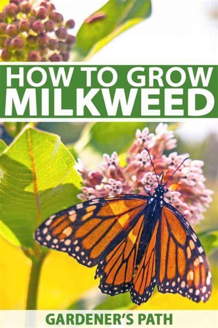 How do you keep milkweed from wilting?