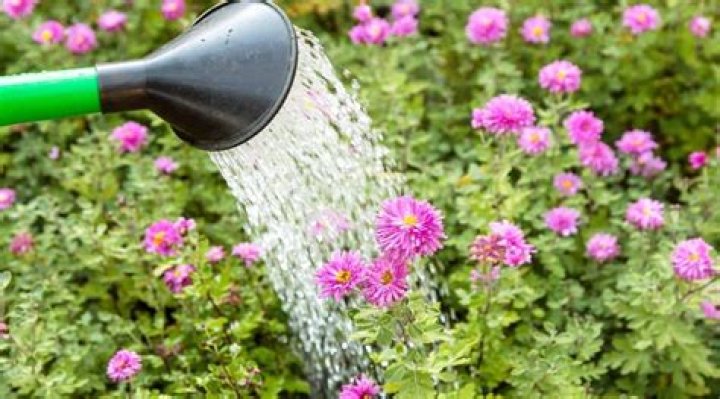 How do you water mums from the bottom?