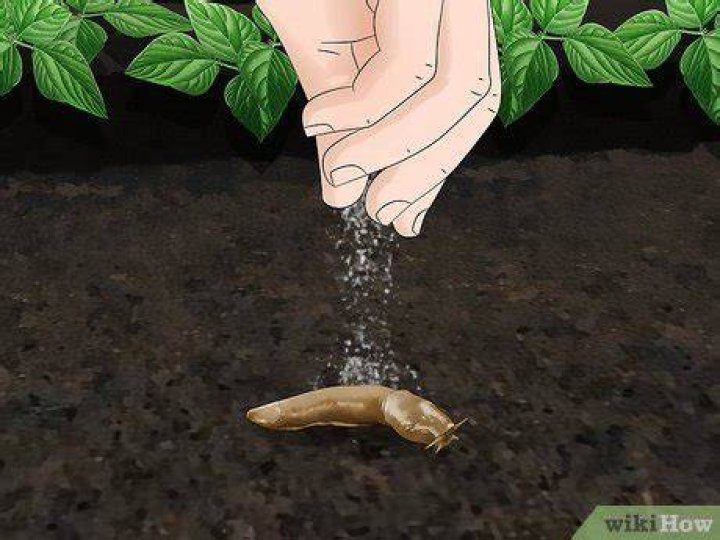 How does Epsom salt kill slugs?