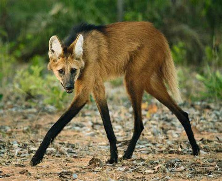How fast is a maned wolf?