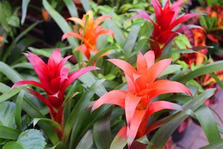 How many times do bromeliads bloom?