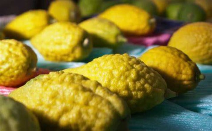 How much does an etrog cost?