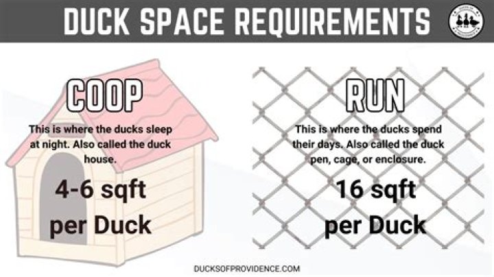 How much space do ducks need in a coop?